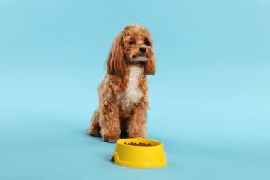 Kuru hayvan mamasıyla beslenme kabı ve açık mavi arka planda sevimli bir köpek.