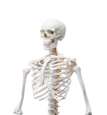 Yapay insan iskelet modeli beyaz üzerine izole edildi