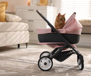 Oyuncak bebek arabasındaki sevimli kızıl kedi.