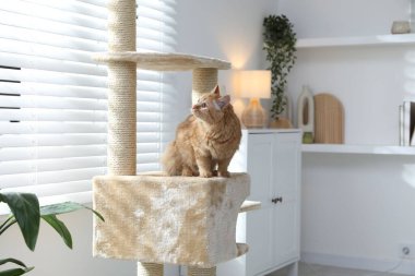 Evcil hayvan ağacındaki sevimli kedi.