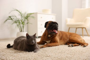 Şirin kedi ve köpek evde yerde yatıyor.