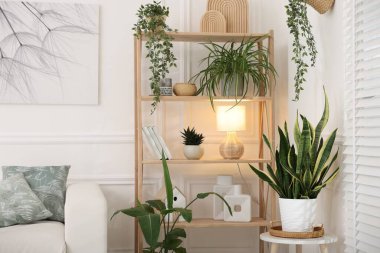 Ev bitkileri ve farklı ev dekorasyonu olan raf ünitesi.