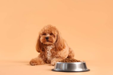 Kuru hayvan mamasıyla beslenme kabı ve bej arka planda sevimli bir köpek.