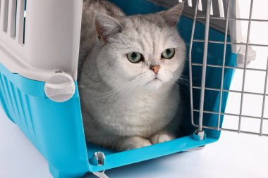 Beyaz arka planda evcil hayvan taşıyan sevimli kedi, yakın plan.