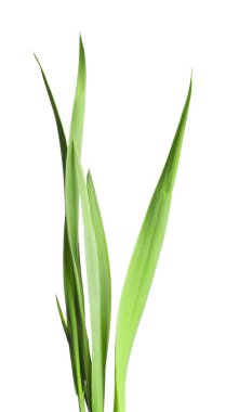 Beyaz çimenlerin üzerinde yeşil yapraklar