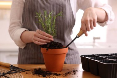 Mutfaktaki masaya biberiye eken kadın, yakın plan. Aromatik bitki