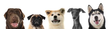 Beyaz arka plana bakan sevimli köpekler.