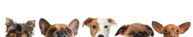 Beyaz arka plana bakan sevimli köpekler.