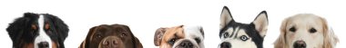Beyaz arka plana bakan sevimli köpekler.