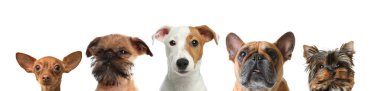 Beyaz arka plana bakan sevimli köpekler.