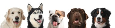 Beyaz arka plana bakan sevimli köpekler.