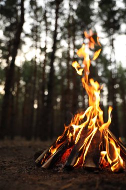 Ormanda yakacak odunları olan güzel şenlik ateşi