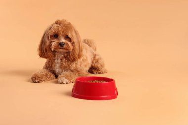 Kuru hayvan mamasıyla beslenme kabı ve bej arka planda sevimli bir köpek. Metin için boşluk