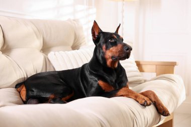 Sevgili Doberman evdeki kanepede dinleniyor.