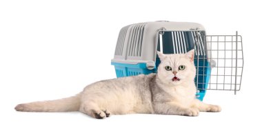 Sevimli kedi ve evcil hayvan taşıyıcısı beyaz üzerinde izole edilmiş.