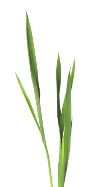 Beyaz çimenlerin üzerinde yeşil yapraklar