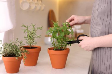 Mutfakta taze naneli şeker kesen bir kadın, yakın plan. Aromatik bitkiler