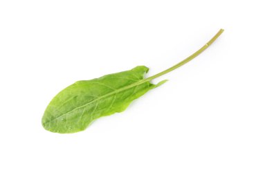 Bir taze yeşil kuş yaprağı beyaza izole edilmiş, üst manzara