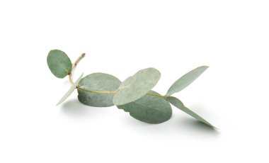 Beyaz yapraklı okaliptüs dalı