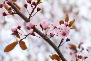 Güzel çiçek açan erik ağacı, açık havada pembe çiçekler, yakın plan.