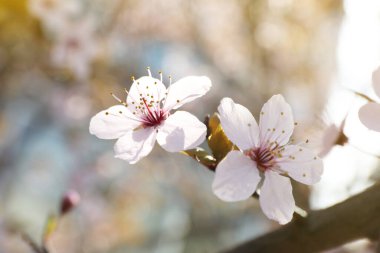 Güzel çiçek açan erik ağacı, açık havada pembe çiçekler, yakın plan.