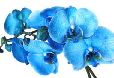 Güzel mavi orkide çiçeği beyaza izole edilmiş.