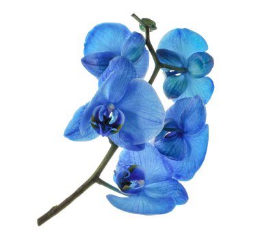 Güzel mavi orkide çiçekleri beyaza izole edilmiş.