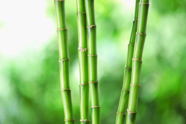 Dekoratif bambu kökleri bulanık yeşil arkaplanda, yakın plan