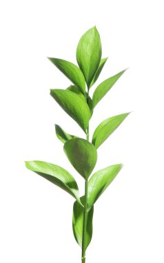 Beautiful Ruscus branch with green leaves isolated on white