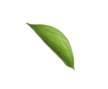 One fresh green Ruscus leaf isolated on white