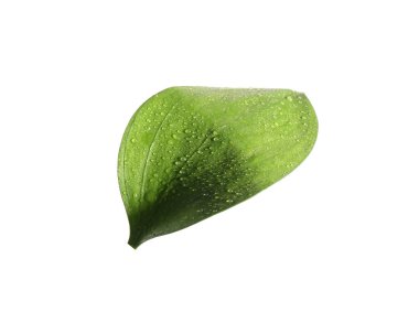 Beyaz üzerinde su damlaları olan bir Ruscus yaprağı