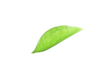 One fresh green Ruscus leaf isolated on white