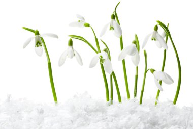Beautiful snowdrops on snow against white background