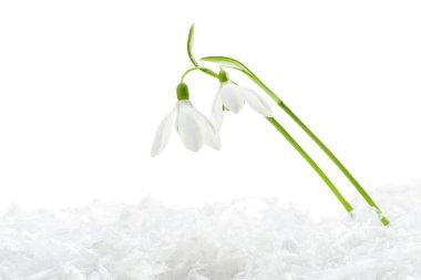Beautiful snowdrops on snow against white background