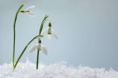 Beautiful snowdrops on snow against light blue background, closeup. Space for text