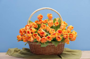 Hasır sepetteki güzel laleler ahşap masada mavi arka planda