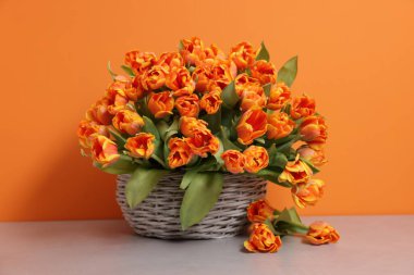 Hasır sepetin içindeki güzel laleler turuncu arka planda açık masa üzerinde