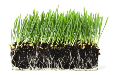 Toprakta kökleri olan yeşil çimenler beyazda izole edilmiş