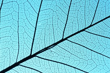 Açık mavi arkaplanda güzel iskelet yaprağı, makro görünüm