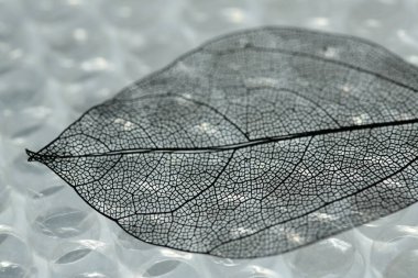 Kabarcık ambalajlı güzel iskelet yaprağı, makro görünüm