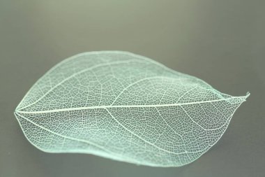 Açık gri arkaplanda güzel iskelet yaprağı, makro görünüm