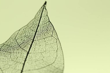 Açık sarı arka planda güzel bir iskelet yaprağı, makro manzara. Metin için boşluk