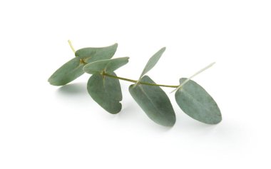 Beyaz yapraklı okaliptüs dalı