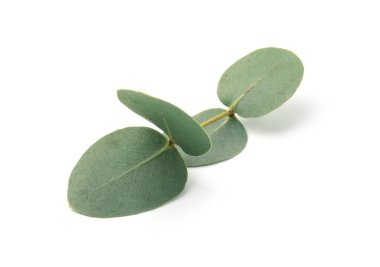 Beyaz yapraklı okaliptüs dalı