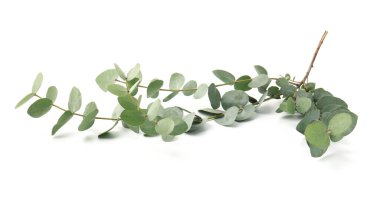 Beyaz yapraklı okaliptüs dalı