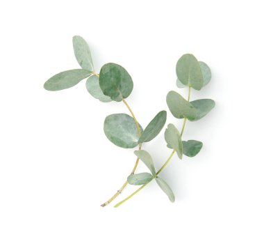 Beyaz yapraklı okaliptüs dalları, üst manzara