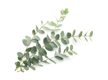 Beyaz yapraklı okaliptüs dalları, üst manzara