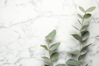 Beyaz mermer zemin üzerinde taze yaprakları olan okaliptüs dalları, düz bir zemin. Metin için boşluk