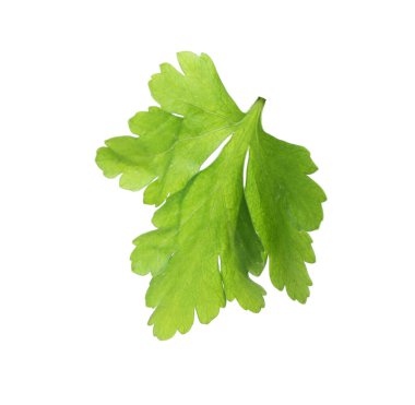 Beyaz maydanozlu taze maydanoz.