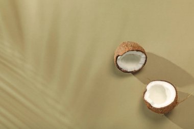 Taze hindistan cevizi ve açık yeşil arka planda tropikal palmiye gölgesi, üst manzara. Metin için boşluk